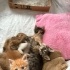 🐾 3 Tatlı Kardeşe Yuva Aranıyor 🐾