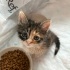 🐾 3 Tatlı Kardeşe Yuva Aranıyor 🐾 fotoğraf