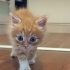 🐾 3 Tatlı Kardeşe Yuva Aranıyor 🐾 fotoğraf