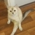 Merhaba! biz lokma ve ballı, 1 yaşında iki erkek kardeşiz fotoğraf