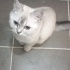 Merhaba! biz lokma ve ballı, 1 yaşında iki erkek kardeşiz fotoğraf