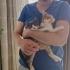 Yavru 2 buçuk aylık kedi fotoğraf