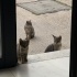 MİNNAK KEDİLERİMİZİN SICACIK YUVAYA İHTİYAÇLARI VAR LÜTFEN YARDIM fotoğraf