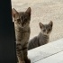 MİNNAK KEDİLERİMİZİN SICACIK YUVAYA İHTİYAÇLARI VAR LÜTFEN YARDIM fotoğraf
