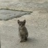MİNNAK KEDİLERİMİZİN SICACIK YUVAYA İHTİYAÇLARI VAR LÜTFEN YARDIM fotoğraf
