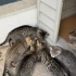 MİNNAK KEDİLERİMİZİN SICACIK YUVAYA İHTİYAÇLARI VAR LÜTFEN YARDIM fotoğraf