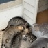 MİNNAK KEDİLERİMİZİN SICACIK YUVAYA İHTİYAÇLARI VAR LÜTFEN YARDIM fotoğraf