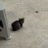 MİNNAK KEDİLERİMİZİN SICACIK YUVAYA İHTİYAÇLARI VAR LÜTFEN YARDIM fotoğraf