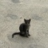 MİNNAK KEDİLERİMİZİN SICACIK YUVAYA İHTİYAÇLARI VAR LÜTFEN YARDIM fotoğraf