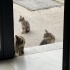 MİNNAK KEDİLERİMİZİN SICACIK YUVAYA İHTİYAÇLARI VAR LÜTFEN YARDIM fotoğraf