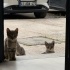 MİNNAK KEDİLERİMİZİN SICACIK YUVAYA İHTİYAÇLARI VAR LÜTFEN YARDIM fotoğraf