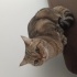 Acil sahiplenmesi gereken bir kedi( eşyaları ile sahiplendirilecek) fotoğraf