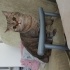 Acil sahiplenmesi gereken bir kedi( eşyaları ile sahiplendirilecek) fotoğraf