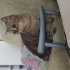 Acil sahiplenmesi gereken bir kedi( eşyaları ile sahiplendirilecek) fotoğraf