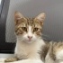 İLGİ BAĞIMLISI BEKİRE YUVA ARIYORUZ :) TAM BİR EV KEDİSİ fotoğraf