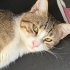 İLGİ BAĞIMLISI BEKİRE YUVA ARIYORUZ :) TAM BİR EV KEDİSİ fotoğraf