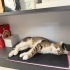 İLGİ BAĞIMLISI BEKİRE YUVA ARIYORUZ :) TAM BİR EV KEDİSİ fotoğraf