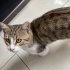 İLGİ BAĞIMLISI BEKİRE YUVA ARIYORUZ :) TAM BİR EV KEDİSİ fotoğraf