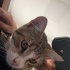 İLGİ BAĞIMLISI BEKİRE YUVA ARIYORUZ :) TAM BİR EV KEDİSİ fotoğraf