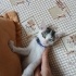 Pamuk patiler yuva arıyor (2 dişi,1 erkek) fotoğraf