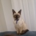 Dost canlısı siyam kedisi fotoğraf