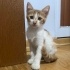 4,5 aylık Minyon Kimyon kız yuva arıyor fotoğraf