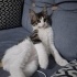 Sürekli Gülen Kedi fotoğraf
