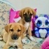 2,5 aylık Black Mouth Cur kardeş, barınak almaya geldiğinde ellerinden almışlar fotoğraf