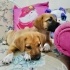2,5 aylık Black Mouth Cur kardeş, barınak almaya geldiğinde ellerinden almışlar fotoğraf
