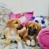 2,5 aylık Black Mouth Cur kardeş, barınak almaya geldiğinde ellerinden almışlar fotoğraf