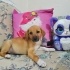 2,5 aylık Black Mouth Cur kardeş, barınak almaya geldiğinde ellerinden almışlar fotoğraf