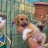 2,5 aylık Black Mouth Cur kardeş, barınak almaya geldiğinde ellerinden almışlar fotoğraf