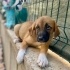 2,5 aylık Black Mouth Cur kardeş, barınak almaya geldiğinde ellerinden almışlar fotoğraf
