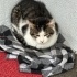 Kimsesiz kedi Ümraniye