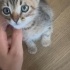 Annesiz kalan minige acil yuva ** fotoğraf