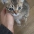 Annesiz kalan minige acil yuva ** fotoğraf