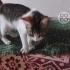 Minik prenses cok acil yuva arıyoruz fotoğraf
