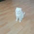 8 AYLIK SCOTTISH FOLD fotoğraf