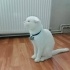 8 AYLIK SCOTTISH FOLD fotoğraf