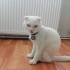 8 AYLIK SCOTTISH FOLD fotoğraf
