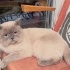 Ücretsiz sahiplenme Çapo British kedi acil yuva fotoğraf