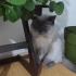 Ücretsiz sahiplenme Çapo British kedi acil yuva fotoğraf