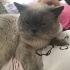 Ücretsiz sahiplenme Çapo British kedi acil yuva fotoğraf