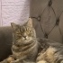 Ücretsiz sahiplenme British kedi Odi acil yuva fotoğraf