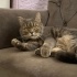Ücretsiz sahiplenme British kedi Odi acil yuva fotoğraf