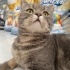 Ücretsiz sahiplenme British kedi Odi acil yuva fotoğraf
