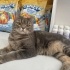 Ücretsiz sahiplenme British kedi Odi acil yuva fotoğraf