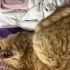 Bal gibi yavru kedi fotoğraf