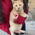 Bal gibi yavru kedi fotoğraf