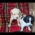 Ücretsiz sahiplenme pointer melez yavru fotoğraf